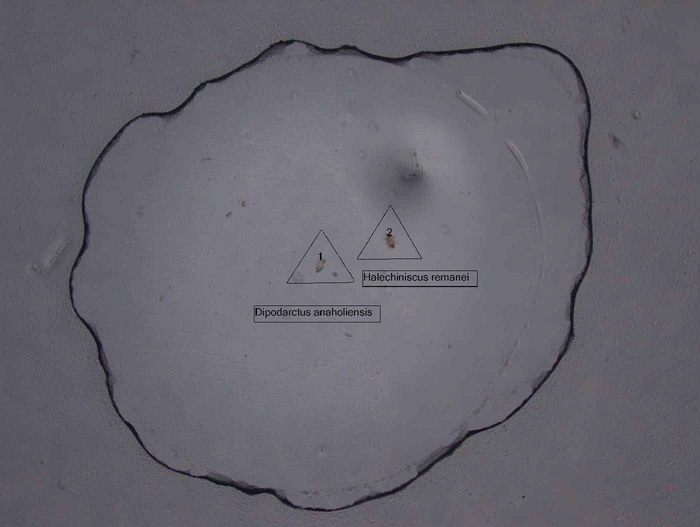 Dipodarctus anaholiensis image