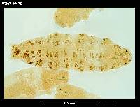 Minibiotus weinerorum image
