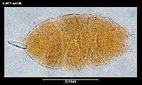Echiniscus jenningsi image