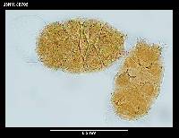 Echiniscus jenningsi image