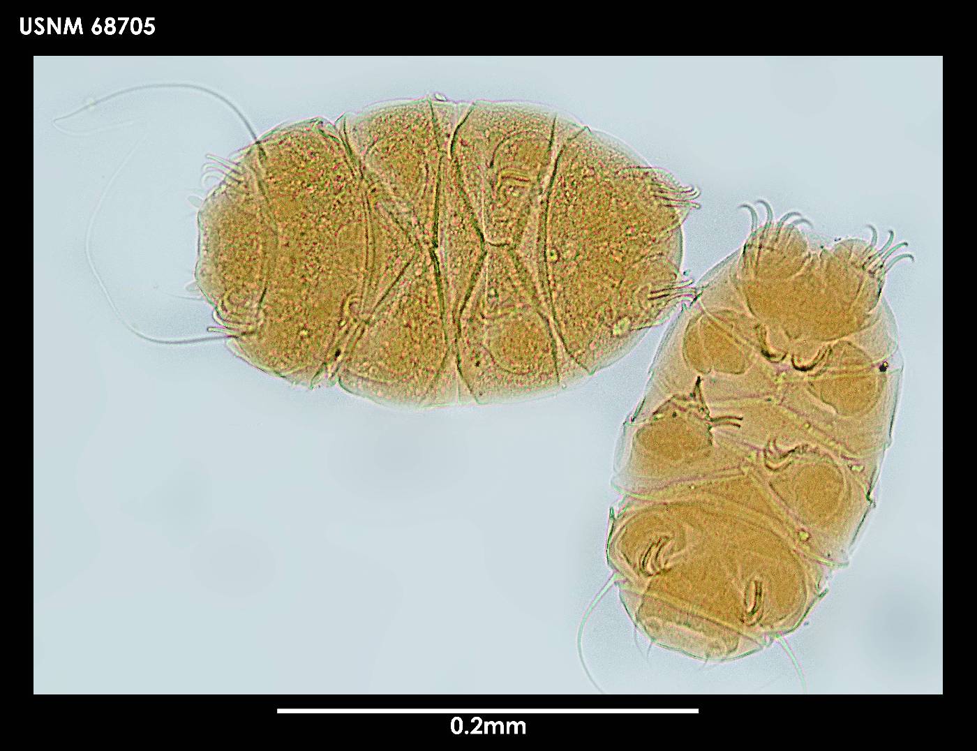 Echiniscus jenningsi image