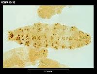 Mesobiotus blocki image