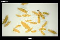 Minibiotus weinerorum image
