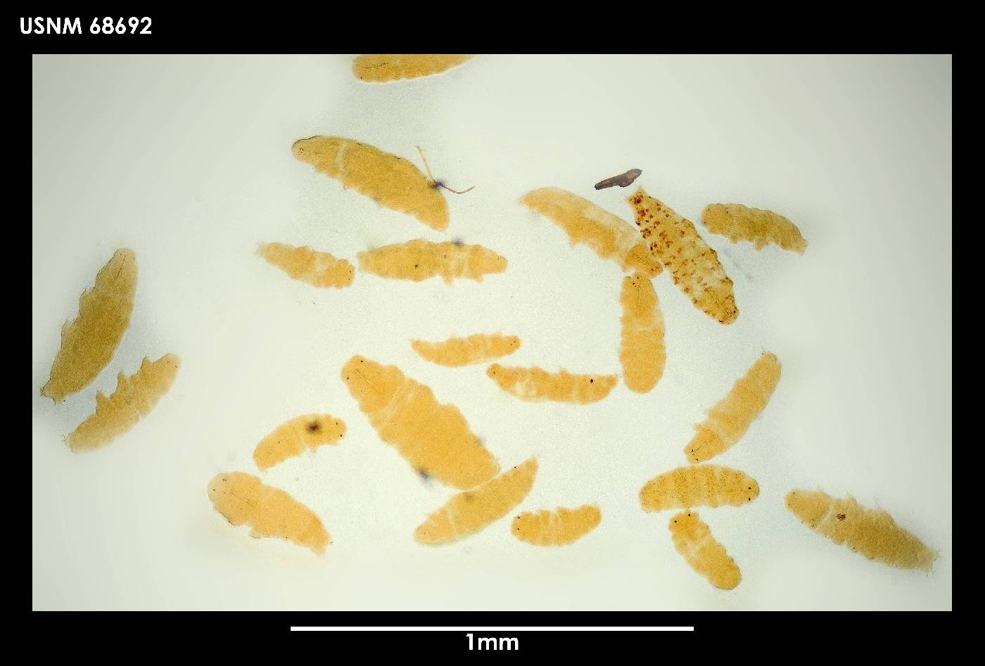 Minibiotus weinerorum image