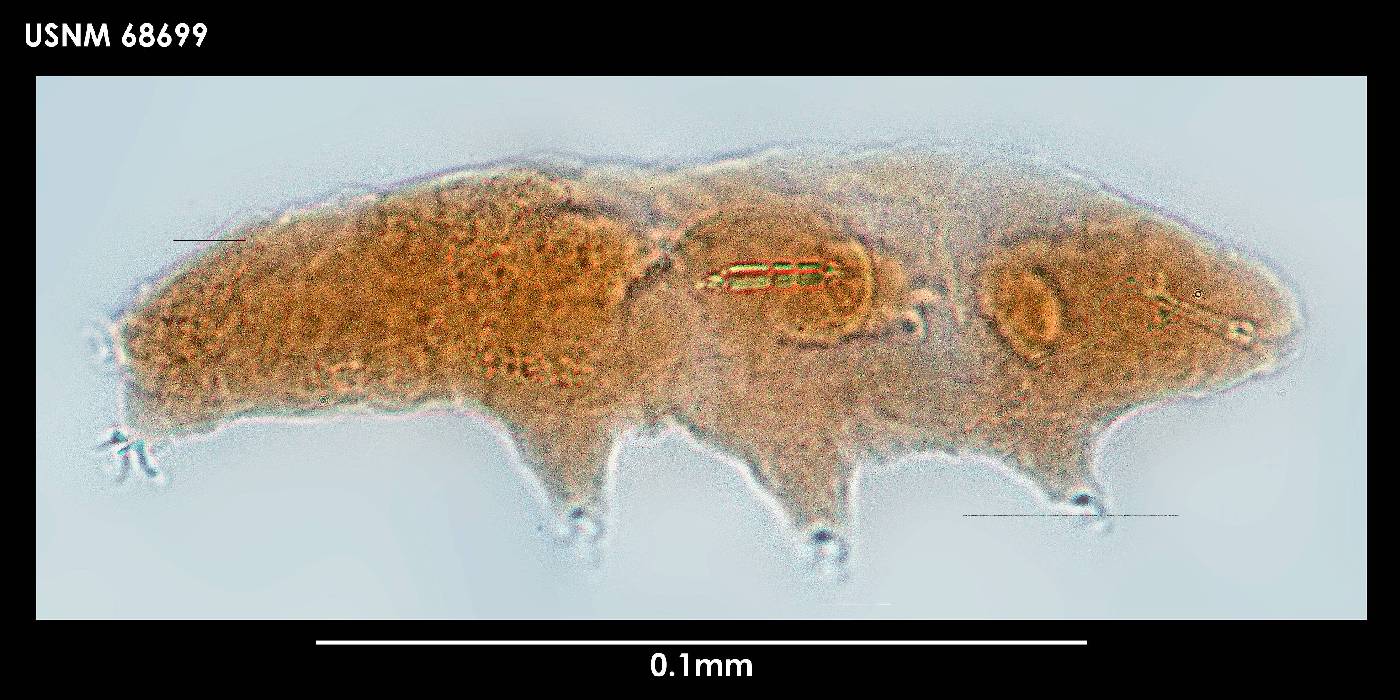 Diphascon mirabilis image