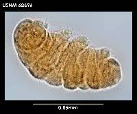 Diphascon chilenense image