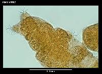 Hypsibius arcticus image