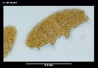 Hebesuncus schusteri image