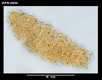 Hebesuncus schusteri image