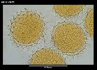 Mesobiotus blocki image