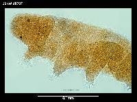 Hypsibius arcticus image