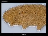 Hebesuncus schusteri image