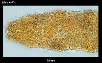 Adropion greveni image