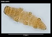 Diphascon chilenense image