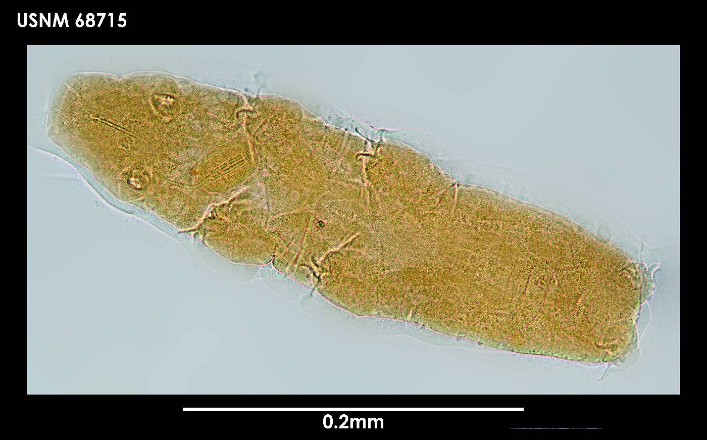 Adropion greveni image