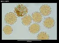 Mesobiotus blocki image