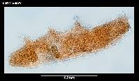 Diphascon mirabilis image