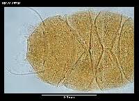 Echiniscus jenningsi image