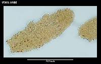 Hebesuncus schusteri image