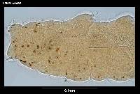 Hebesuncus schusteri image