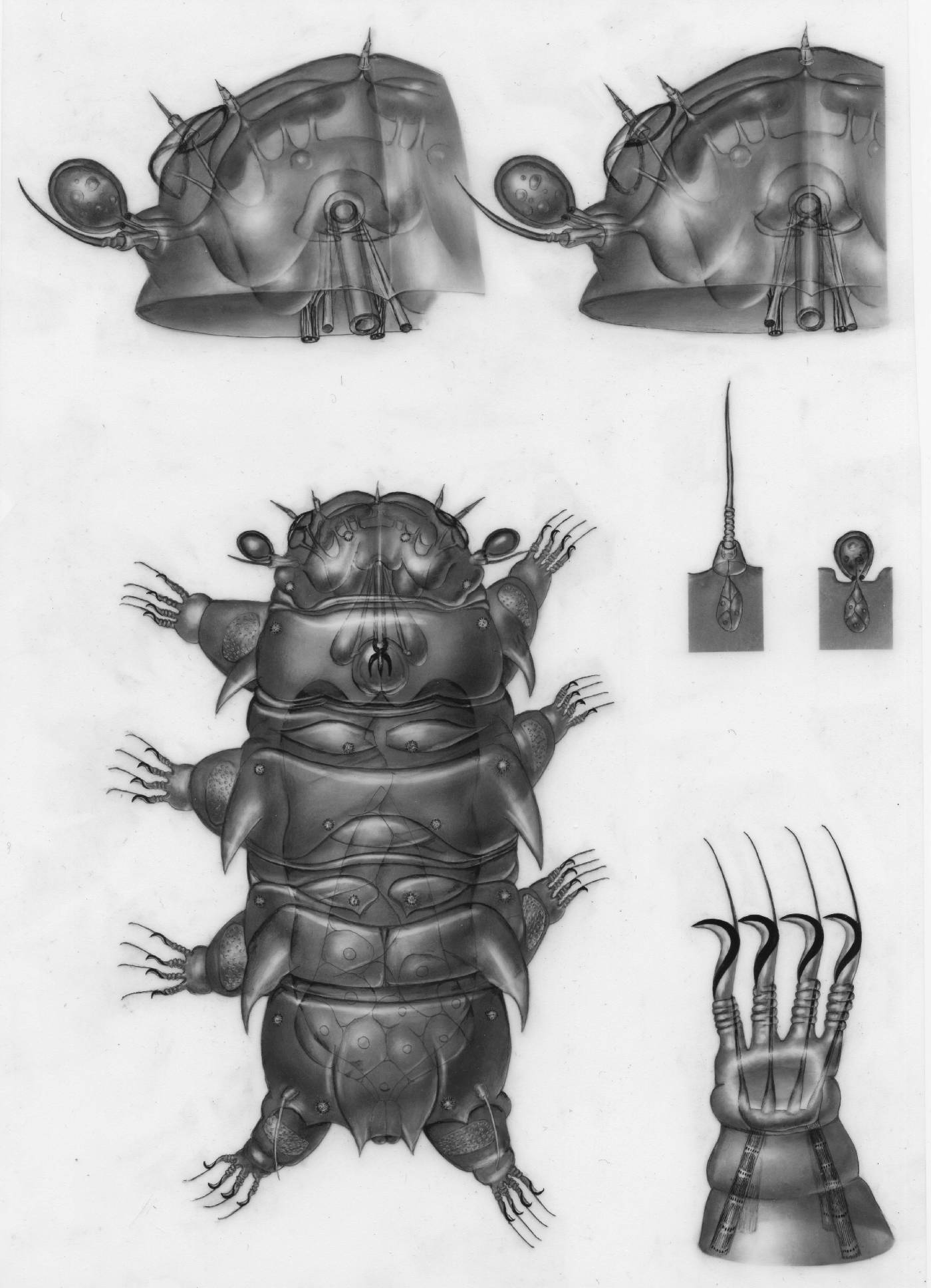 Renaudarctus psammocryptus image