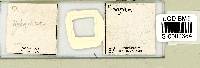 Media resource of Adropion belgicae