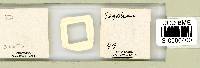 Adropion scoticum image
