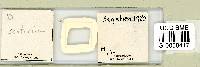 Adropion scoticum image