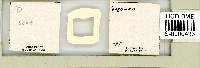 Adropion scoticum image
