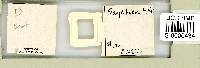 Adropion scoticum image