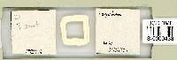 Adropion scoticum image
