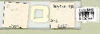 Adropion scoticum image