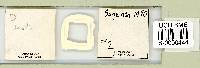 Adropion scoticum image