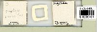 Itaquascon simplex image