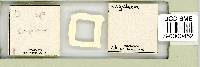 Itaquascon simplex image