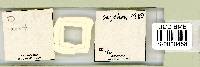 Adropion scoticum image