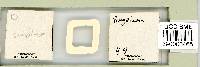 Itaquascon simplex image