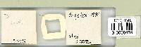Adropion scoticum image