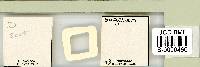 Adropion scoticum image
