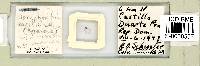 Doryphoribius evelinae image