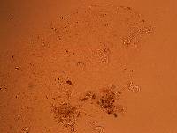 Doryphoribius flavus image