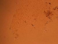 Doryphoribius flavus image