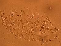 Doryphoribius flavus image