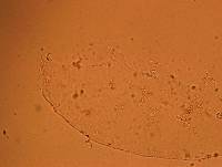 Doryphoribius flavus image
