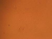 Doryphoribius flavus image