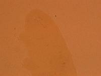 Doryphoribius zappalai image