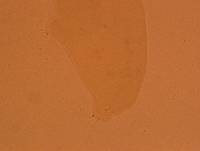 Doryphoribius zappalai image
