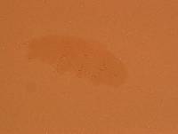Doryphoribius zappalai image