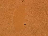 Echiniscoides sigismundi image