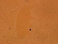 Echiniscoides sigismundi image